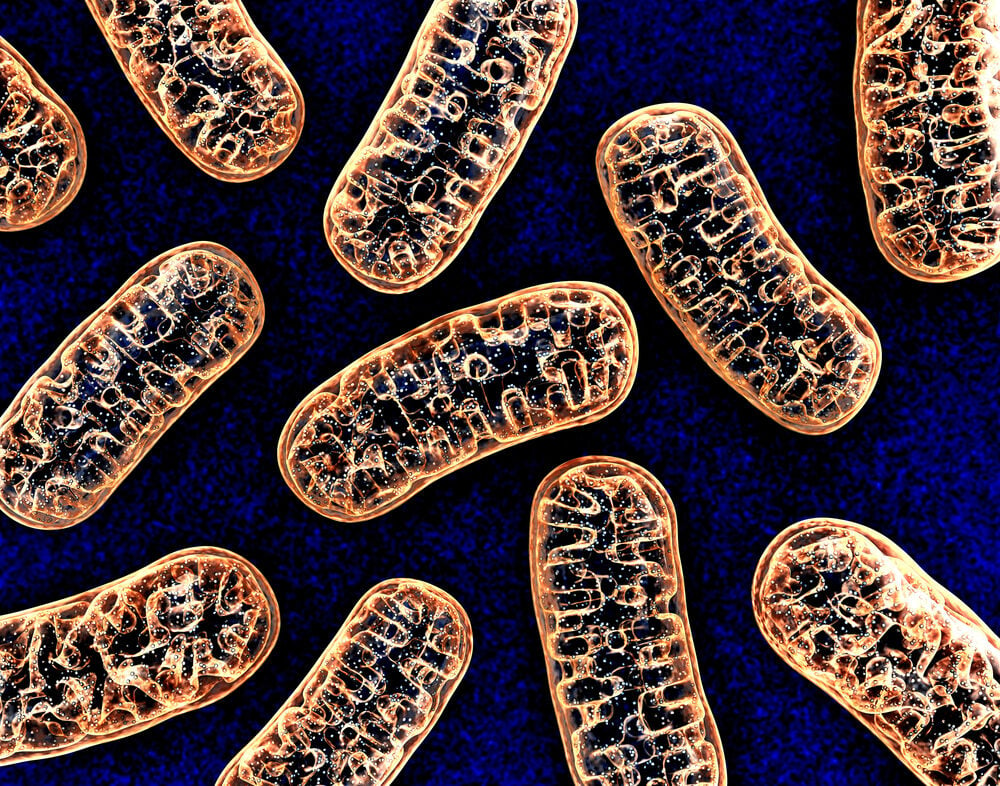 Die Mitochondrien werden auch als Kraftwerke der Zellen bezeichnet. Für die Bildung von ATP benötigen sie Sauerstoff